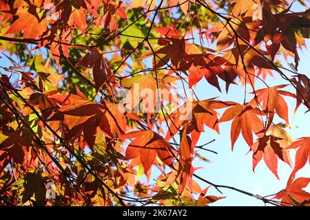 Japanische Acer Blätter färben sich im Herbst, Surrey, Großbritannien. Stockfoto