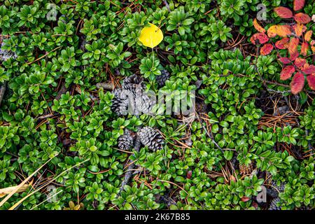 Herbstfauna Stockfoto
