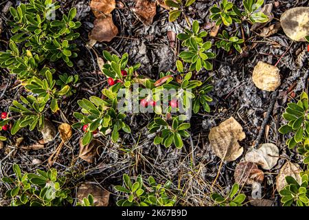 Herbstlaub Stockfoto