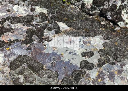 Abstrakte natürliche Hintergrund Foto Textur mit Flechten und Moos wächst auf grauen Stein Stockfoto
