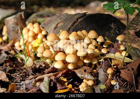 Schwefeltuft-Pilze, die auf Totholz wachsen, Surrey, Großbritannien Stockfoto