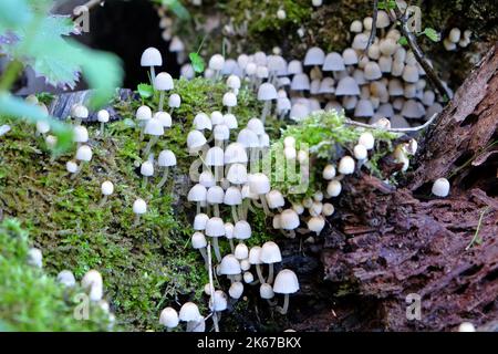 Parasola plicatilis, gefaltete Tintenkappen-Pilze, die auf totem Holz wachsen, Surrey, Großbritannien. Stockfoto