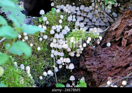 Parasola plicatilis, gefaltete Tintenkappen-Pilze, die auf totem Holz wachsen, Surrey, Großbritannien. Stockfoto
