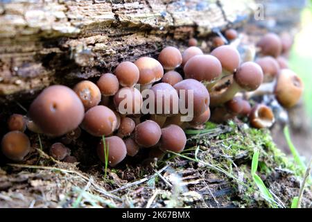 Gewöhnliche Rustgill-Pilze, die auf Totholz wachsen, Surrey, Großbritannien. Stockfoto