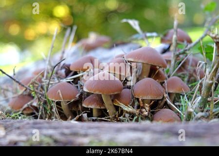 Gewöhnliche Rustgill-Pilze, die auf Totholz wachsen, Surrey, Großbritannien. Stockfoto