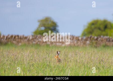 Wilder, britischer Braunhase (Lepus europaeus), der isoliert auf einem Langlauffeld mit langem Gras und einer Steinmauer im Hintergrund sitzt. Stockfoto