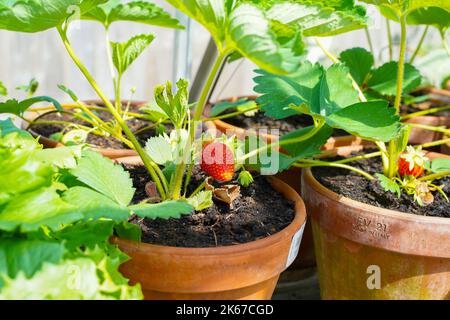Nahaufnahme von britischen Erdbeerpflanzen in traditionellen Terrakotta-Pflanzentöpfen mit reifen Erdbeeren, die wachsen. Stockfoto
