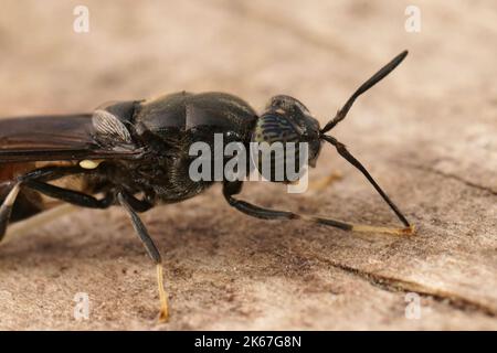 Detaillierte Nahaufnahme einer kosmopolitistischen Spezies, der schwarze Soldat fliegt, Hermetia illucens sitzt auf Holz Stockfoto