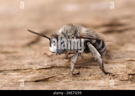Detailreiche Nahaufnahme eines flauschigen mediterranen Rüden Blue Bandered Bee, Amegilla albigena auf Holz sitzend Stockfoto
