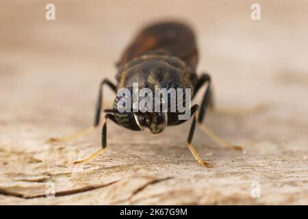 Detaillierte Nahaufnahme einer kosmopolitistischen Spezies, der schwarze Soldat fliegt, Hermetia illucens sitzt auf Holz Stockfoto