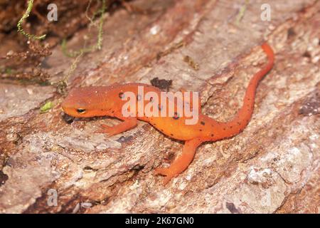 Ganzkörper-Nahaufnahme auf einem bunt roten eft Stage Juvenile Rotfleckiger Molch Notophthalmus viridescens, der auf Holz sitzt Stockfoto