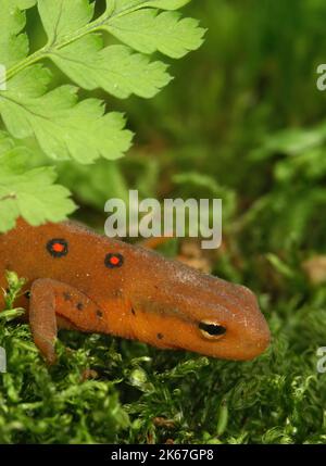 Vertikale Nahaufnahme auf einem bunt roten eft Stage juvenile Rotfleckiger Molch Notophthalmus viridescens auf Holz sitzend Stockfoto