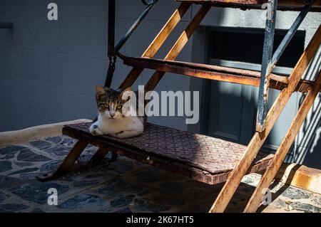 Tabby Kätzchen sitzt auf der unteren Stufe der rostigen Metalltreppe Stockfoto