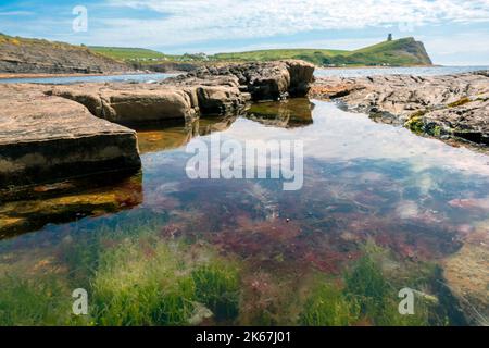 Algen- und Felsenbecken mit Clavell Tower in der Ferne in Kimmeridge Bay, Isle of Purbeck, Dorset, England, Großbritannien Stockfoto