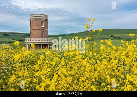 Clavell Tower, umgeben von wild blühendem Raps, auf dem Hen Cliff in Kimmeridge Bay, Isle of Purbeck, Dorset, England, Großbritannien Stockfoto