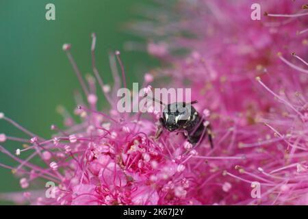 Nahaufnahme einer kleinen schwarzen Hündin, Hylaeus communis, die in einer violetten Blume im Garten sitzt Stockfoto