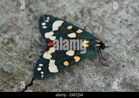 Nahaufnahme der metallisch-blauen, farbenfrohen, scharlachroten Tiger-Motte Callimorpha dominula, die mit offenen Flügeln auf einem Stück Holz sitzt Stockfoto