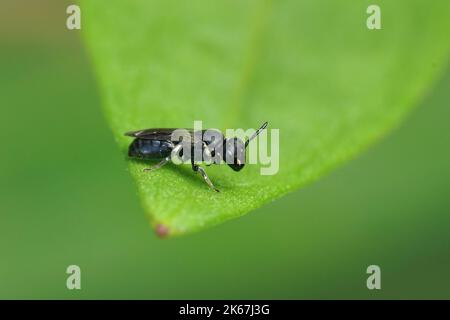 Nahaufnahme einer kleinen schwarzen Hündin, Hylaeus communis, die auf einem grünen Blatt im Garten auf einem grünen Hintergrund sitzt Stockfoto