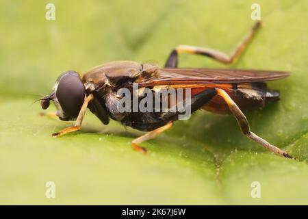 Detaillierte Nahaufnahme einer faulen Holzfliege, Xylota segnis, die auf einem grünen Blatt im Garten sitzt Stockfoto