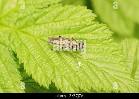 Detaillierte Nahaufnahme einer faulen Holzfliege, Xylota segnis, die auf einem grünen Blatt im Garten sitzt Stockfoto