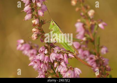 Detailreiche Nahaufnahme der europäischen langflügeligen Kegelkopf-Buschkricket, Conocephalus fuscus in Heather Stockfoto