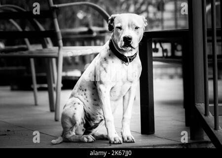 Weißer Pitbull mit schwarzen Flecken, die auf der Terrasse sitzen und die Ohren nach hinten gezogen werden Stockfoto