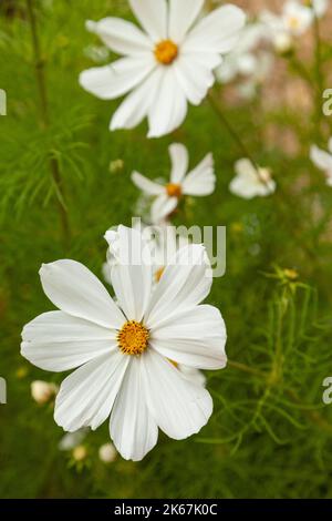 Nahaufnahme einer weißen Cosmos-Blume Stockfoto
