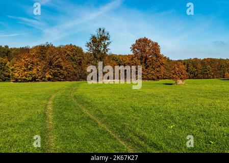 Herbstwiese mit bunten Bäumen und blauem Himmel zwischen Kosatka und Polanka nad Odrou in CHKO Poodri in Tschechien Stockfoto