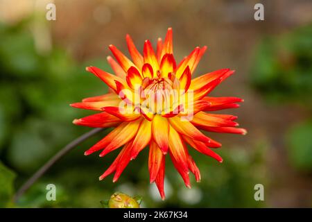 Dahlie Karma Bon Bini Stockfoto