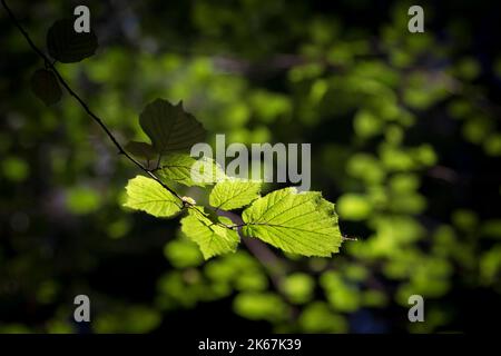 Ein Haselzweig in einem herbstlichen Haselnussgarten. Ein wunderbarer Haselzweig mit grünen Blättern. Corylus avellana, die gewöhnliche Hasel. Stockfoto
