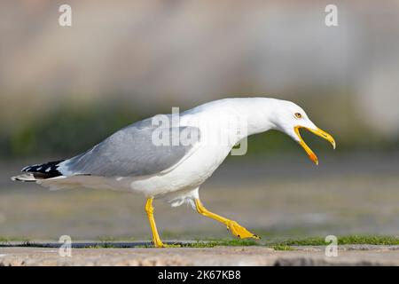 Eine Gelbbeinmöwe (Larus michahellis), die in der Stadt Pula thront. Stockfoto