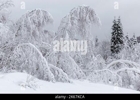 Eine einzigartige Winterlandschaft. Verbogene Bäume unter dem Schnee. Starker Schneefall. Winterthema, Neujahrskonzept und verschneiter Winter. Stockfoto