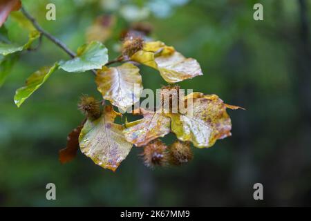 Buchennüsse in der Hülse, Buche (Fagus sylvatica). Buchenzweig mit Herbstblättern und Früchten. Buchenwälder Europas, Waldökosysteme. Stockfoto