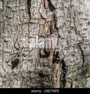 Gefleckte Lanternfly (Lycorma delicatula) und Assassin-Käfer oder Radwanze (Arilus cristatus) auf dem Baum. Assassin-Bugs wurden auf Laternenfliegen gesehen. Stockfoto