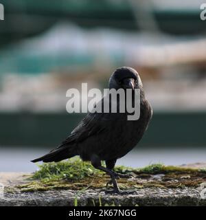 Eine einzelne Dohle, die auf einem Bein steht und einen verschwommenen Hintergrund hat Stockfoto