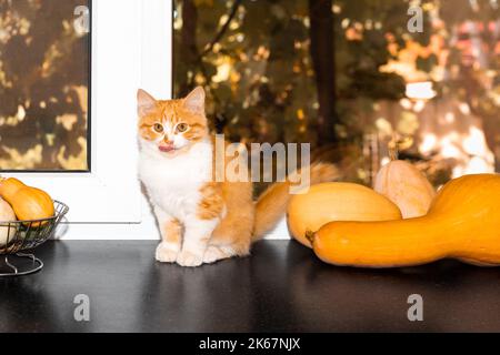 Ein Ingwer-Kätzchen sitzt auf einer Fensterbank und leckt an einem Herbsttag neben reifen gelben Kürbissen seine Lippen. Stockfoto