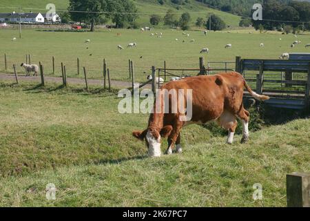 Eine flauschige braune und weiße Kuh frisst Gras auf einer Weide neben dem John Muir Way in Schottland, mit einer Schafweide im Hintergrund. Stockfoto