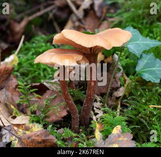 Der Verführer - Lacktrichterling laccata Stockfoto