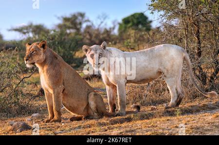 Seltene weiße Löwin mit einer weiteren Löwin im Krüger NP, Südafrika Stockfoto