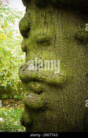 Eine vertikale Aufnahme eines dicken Baumstamms im Garten Stockfoto