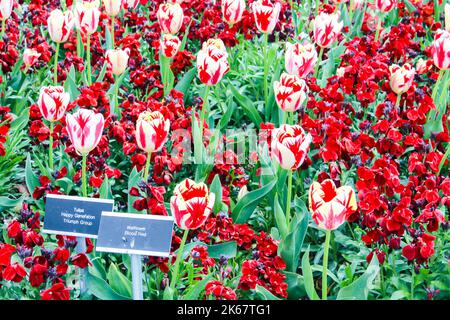Ein schöner Garten aus weißen Tulpen mit roten Wandblumen mit zwei kleinen schwarzen Schildern. Stockfoto