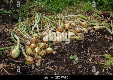 Zwiebelernte. Frisch geerntete Bio-Zwiebeln, die im Gemüsegarten auf natürliche Weise getrocknet werden. Mit Wurzeln, Zwiebeln und noch grünen Blättern Stockfoto