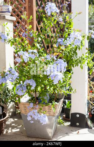 Wunderschöne blaue Plumbago-Pflanze mediterraner halbholziger, mehrjähriger Strauch, der Phlox-ähnliche blaue Blumen auf der Terrasse hervorbringt Stockfoto