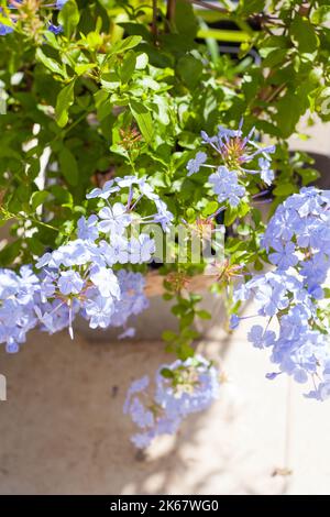 Wunderschöne blaue Plumbago-Pflanze mediterraner halbholziger, mehrjähriger Strauch, der Phlox-ähnliche blaue Blumen auf der Terrasse hervorbringt Stockfoto