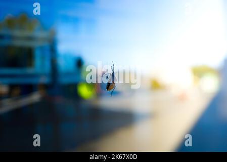 Eine Nahaufnahme von braunem marmoriertem Stinkwanze und dessen Spiegelung auf einer Fensterscheibe auf unscharfer Hintergrundfarbe Stockfoto