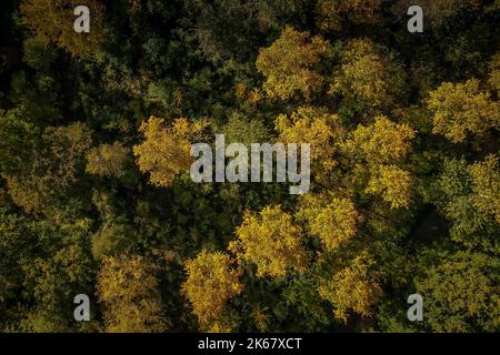 Die Sonne scheint auf Bäumen, deren Blätter im Herbst ihre Farbe geändert haben Stockfoto