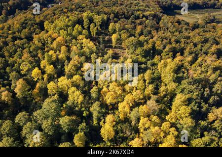 Die Sonne scheint auf Bäumen, deren Blätter im Herbst ihre Farbe geändert haben Stockfoto