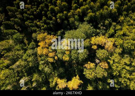 Die Sonne scheint auf Bäumen, deren Blätter im Herbst ihre Farbe geändert haben Stockfoto