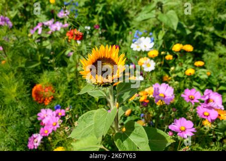 Bunte Blumen am Wegesrand im Herbst Stockfoto