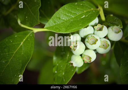 Makro von grünen Heidelbeeren und Blätter Horizontal Stockfoto